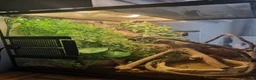Gecko reptiles for sale: 2 Crested gecko with set up  in Wolverhampton - Advert 2