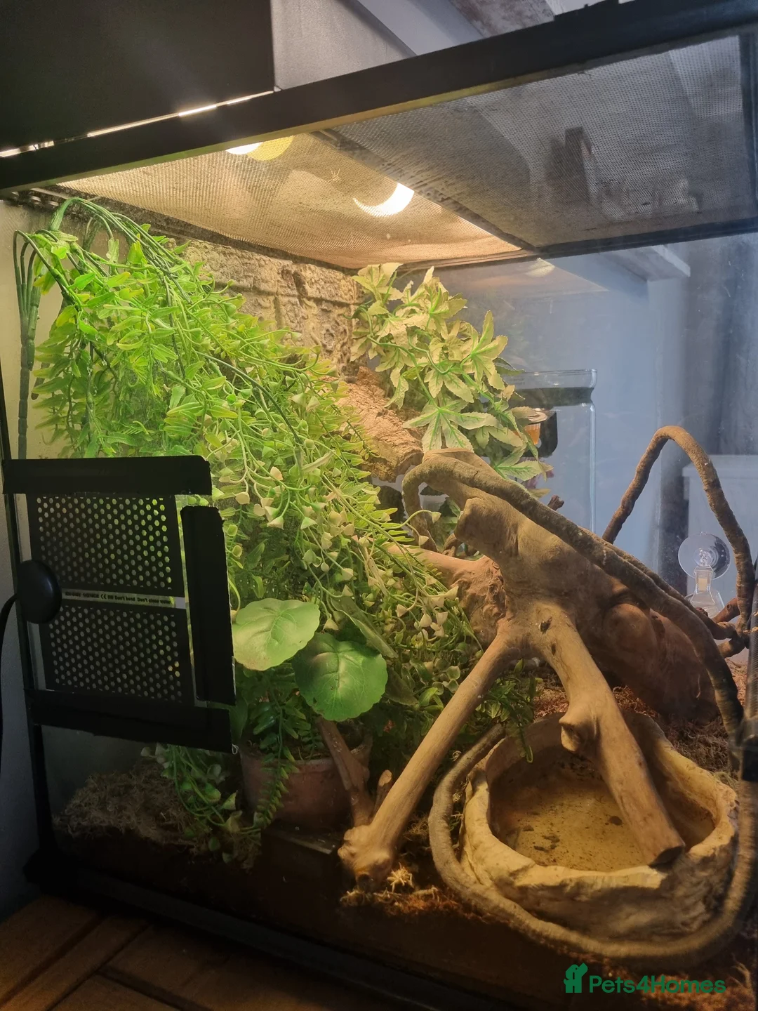 Gecko reptiles for sale: 2 Crested gecko with set up  in Wolverhampton - Advert 2