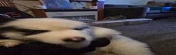 Siberian Husky dogs for sale: EBONY / ARYA SIBERIAN HUSKYS READY TO LEAVE  - Advert 15