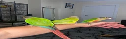 Conures birds for sale: 2x Conures for sale in Cambridge - Advert 4