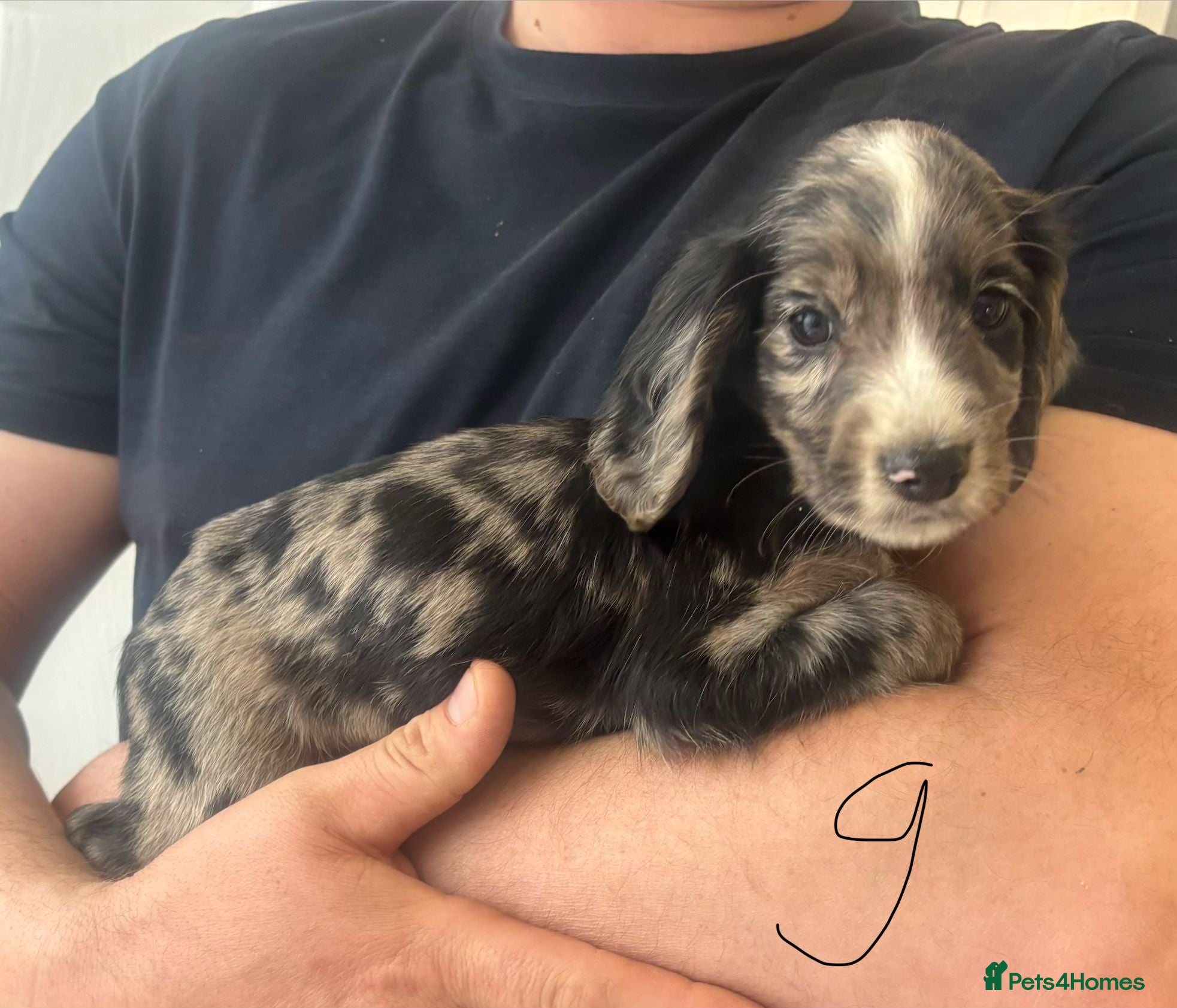 Cocker Spaniel dogs Tri merle cocker spaniel  - Advert 1