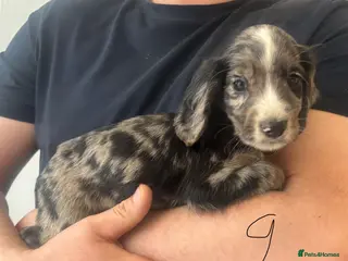 Cocker Spaniel dogs Tri merle cocker spaniel - Advert 1