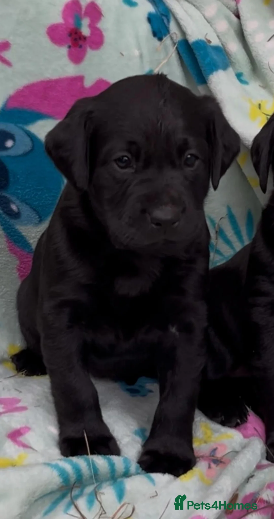 Labrador Retriever dogs for sale: Labrador puppies  - Advert 2