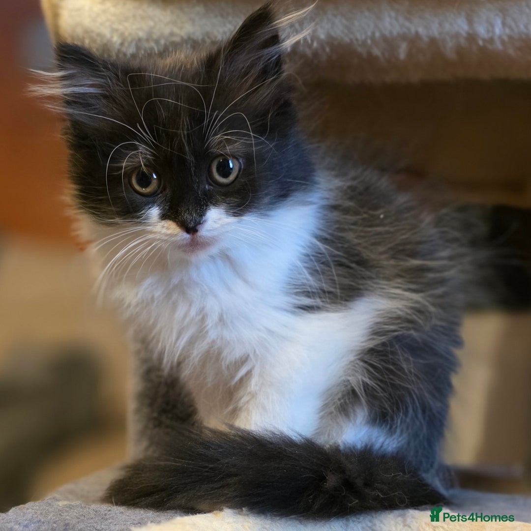 Persian cats for sale: Persian  - Image 13