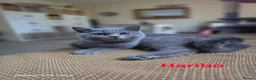 British Shorthair cats for sale: Beautiful GCCF BSH Kittens – Loving Forever Homes - Advert 16