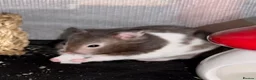 Hamster rodents for sale: Super Friendly Male Syrian And Set Up - Advert 5