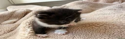 Domestic Shorthair cats for sale: British shorthair crossbreed - Advert 10