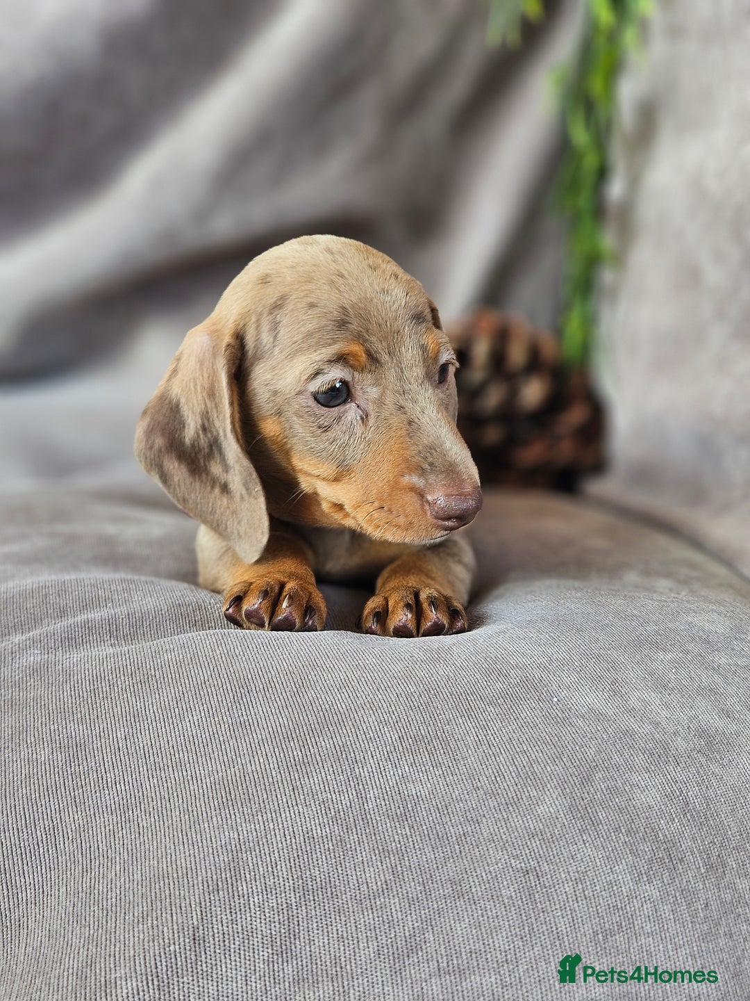Miniature Dachshund dogs for stud: Miniature Daschund KC Registered PRA clear STUD  - Advert 13