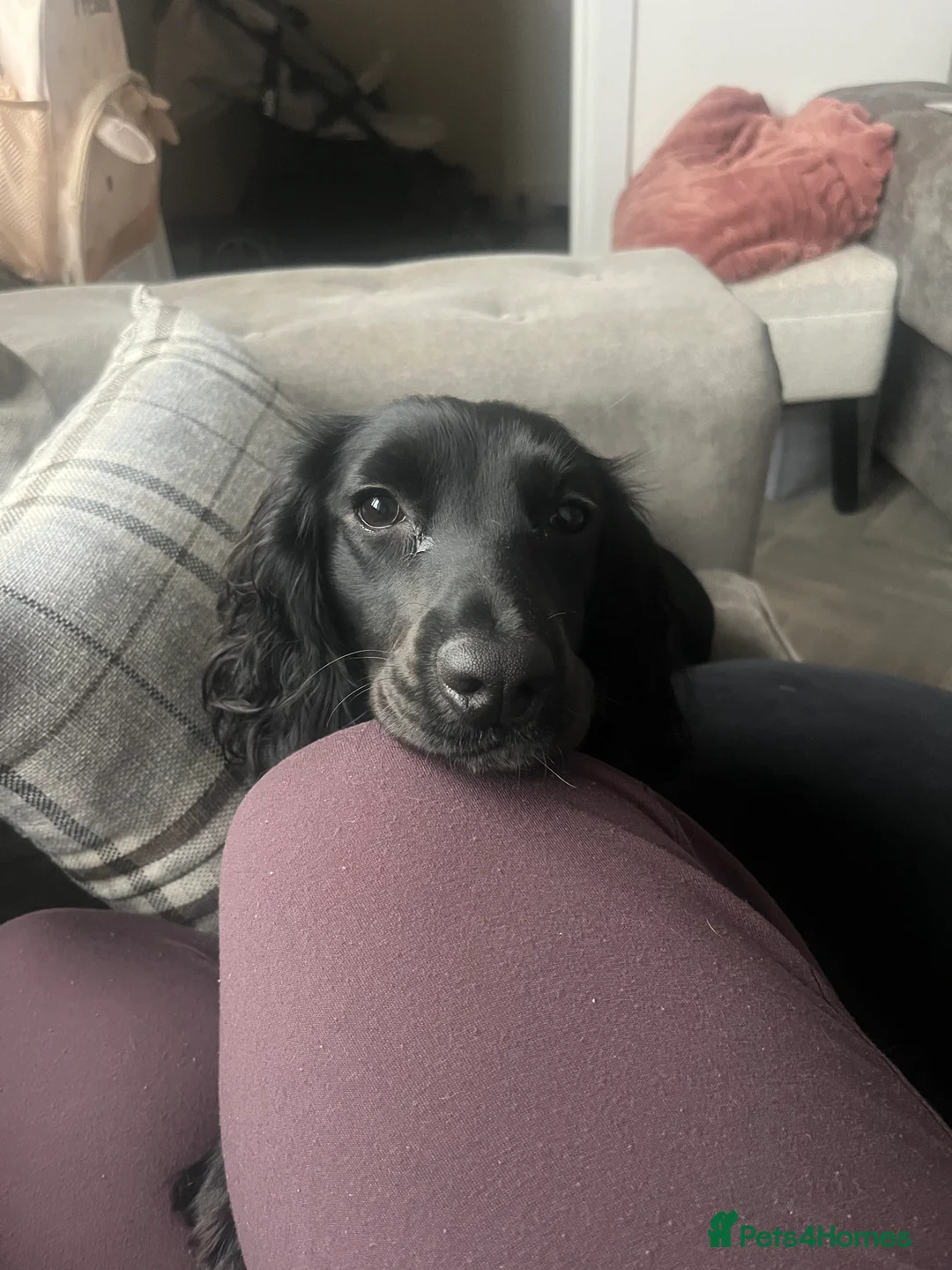 Cocker Spaniel dogs for sale: Rosie - Two Years Old - Advert 2