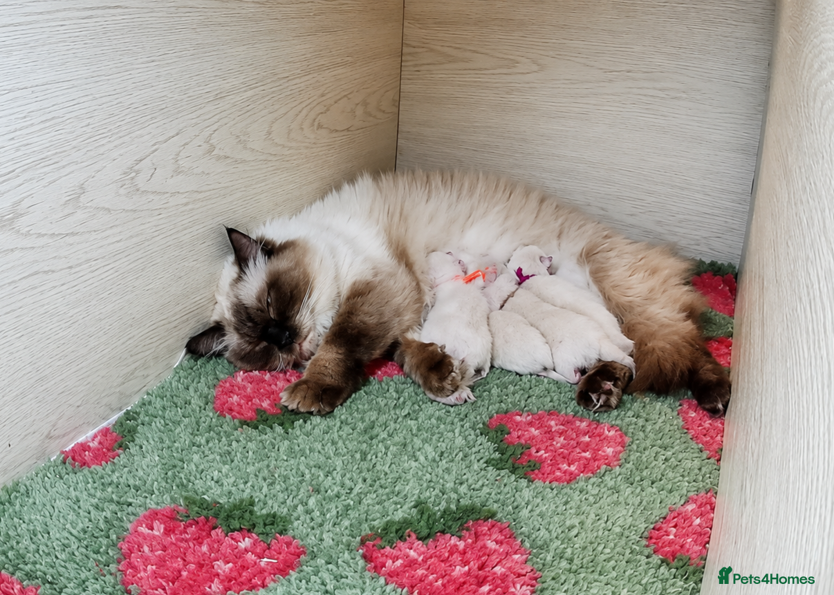 Ragdoll cats Ragdoll Kittens - Advert 1