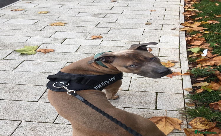 American Bull Staffy dogs - Advert 3