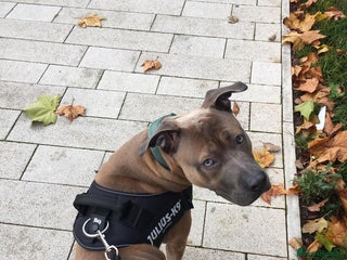 American Bull Staffy dogs - Advert 1