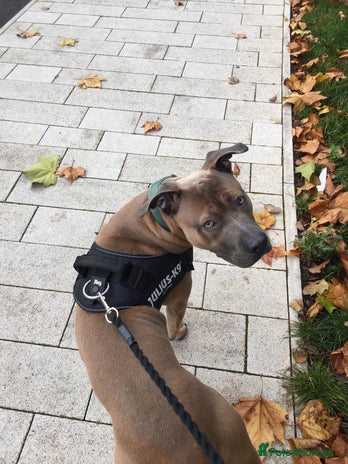 American Bull Staffy dogs - Advert 2