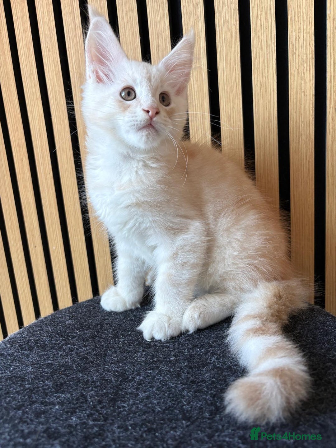 Maine Coon cats for sale: XL Maine Coon Kittens for Sale – TICA Reg - Advert 21