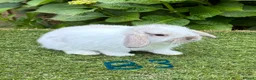 Mini Lop rabbits for sale: Pure bred mini lops baby rabbits. - Advert 10