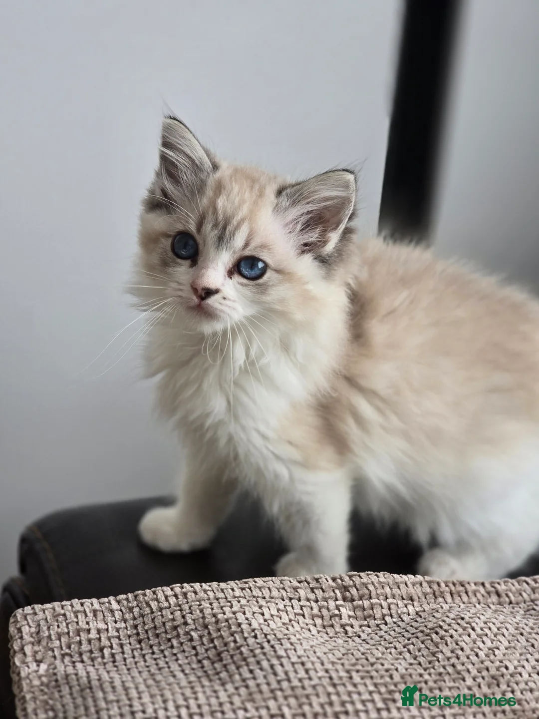 Ragdoll cats for sale: Tica Pedigree Ragdolld in Dalkeith - Advert 2