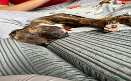 Mixed Breed dogs for sale:  American Bulldog x French Mastiff puppy for sale  - Image 3