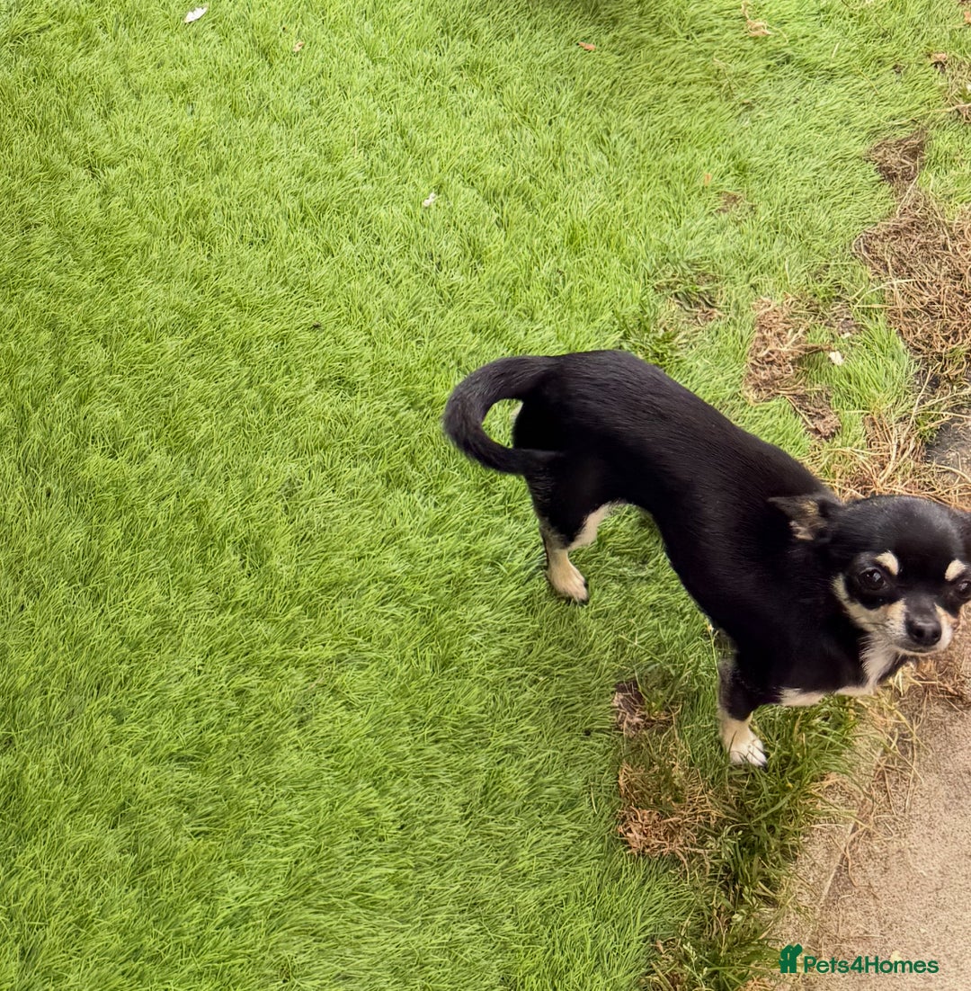 Chihuahua dogs for sale: Chihuahua girl 2 years old - Image 2