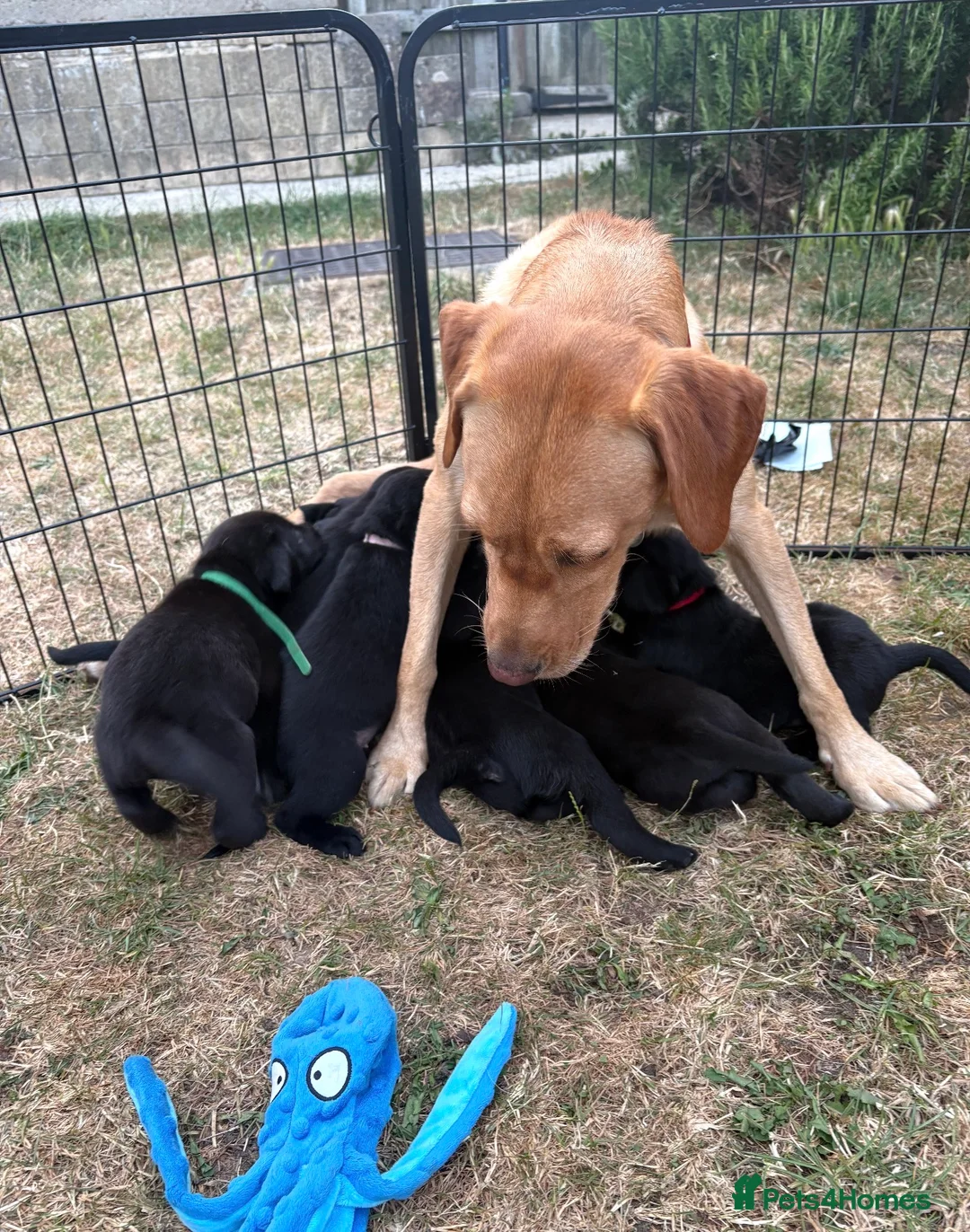 Labrador Retriever dogs for sale: 9 gorgeous KC registered black Labrador retrievers in Malmesbury - Advert 2