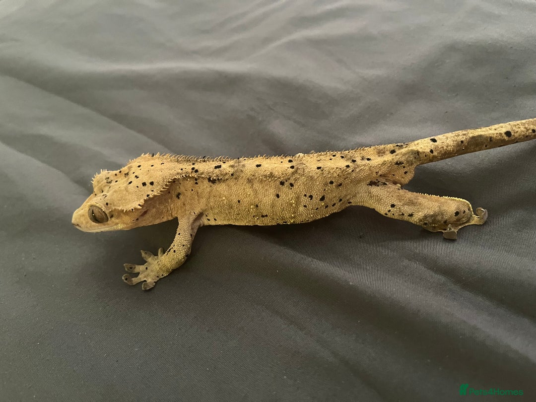 Gecko reptiles for sale: Super Dalmatian Crested Gecko For Sale - Image 3
