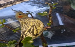 Cockatiels birds for sale: 3 cockatiels for sale - Image 12