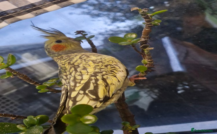 Cockatiels birds - Advert 5