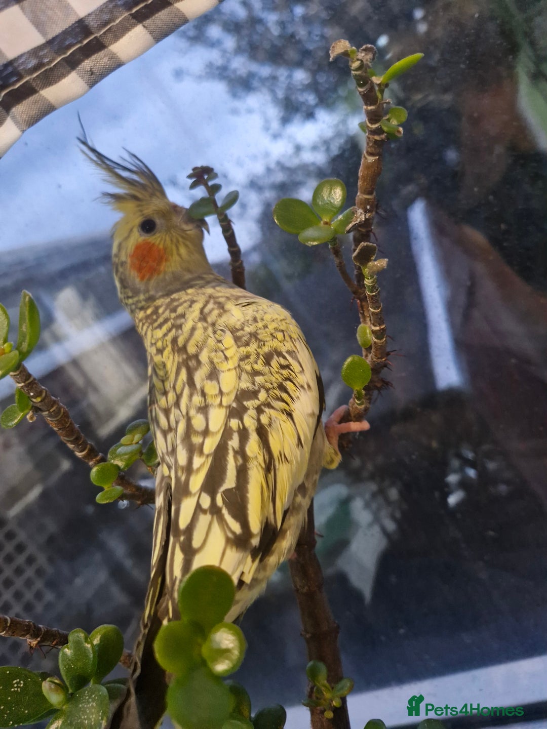 Cockatiels birds for sale: 3 cockatiels for sale - Image 12