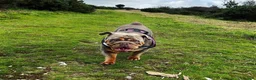 English Bulldog dogs for sale: Coco- English bulldog re-home - Advert 8