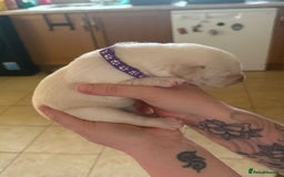 Mixed Breed dogs for sale: Huskador - Image 14