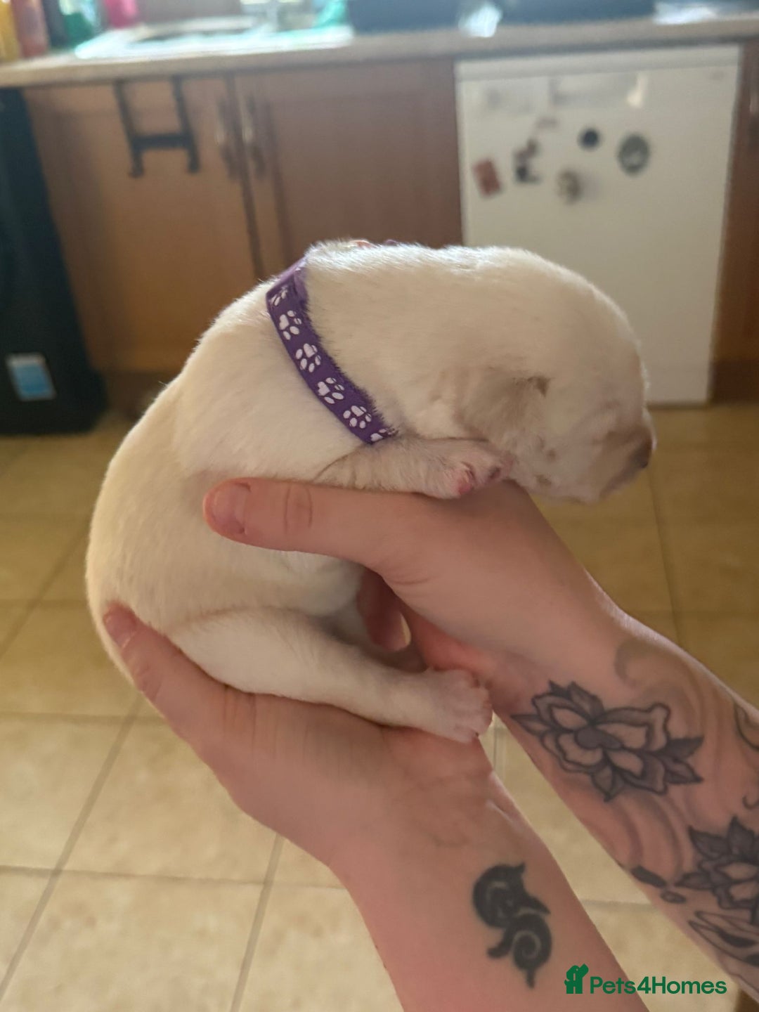 Mixed Breed dogs for sale: Huskador - Image 14