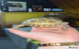 Tortoise reptiles for sale: Horsefield tortoise full set up - Image 6
