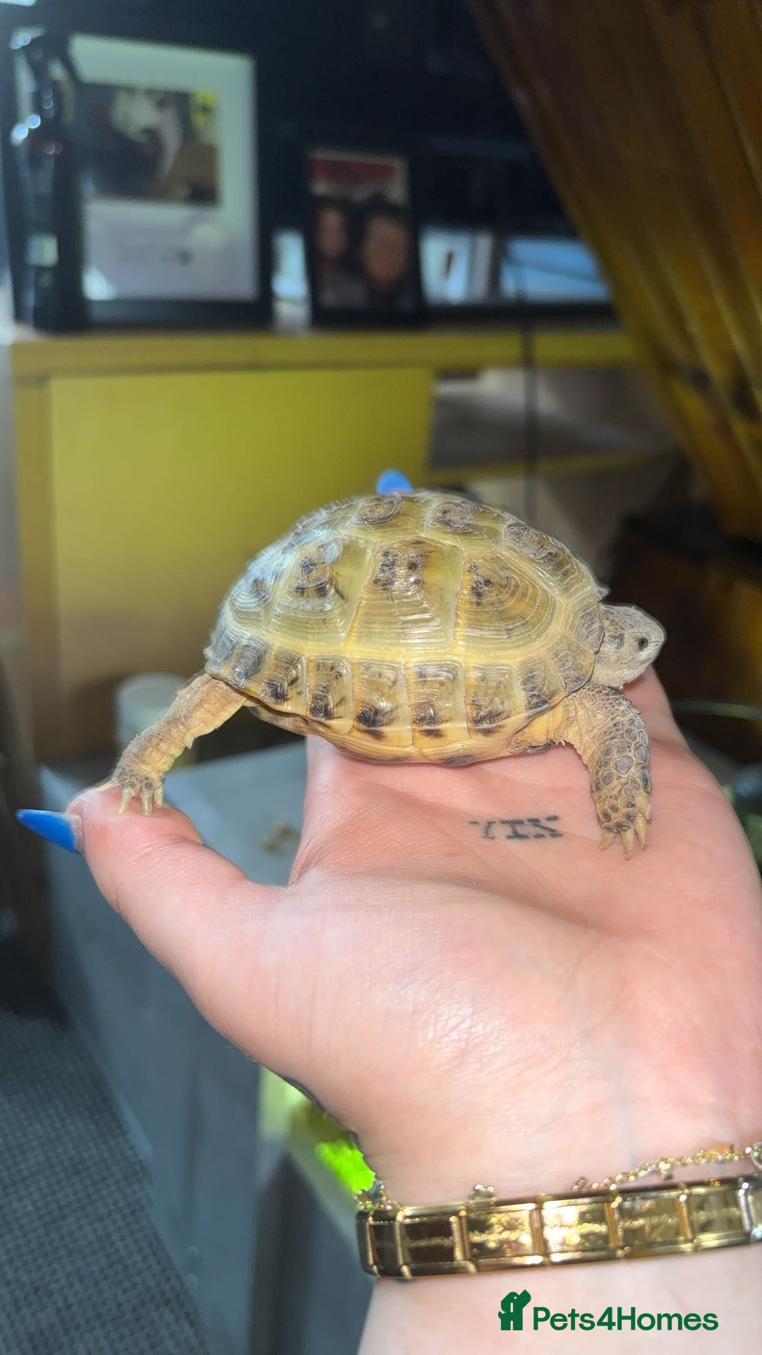 Tortoise reptiles for sale: Horsefield tortoise full set up - Image 6