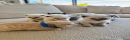 British Shorthair cats for sale: FULL PEDIGREE BSH KITTENS IN THE COTSWOLDS - Advert 30