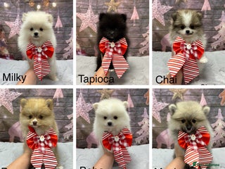 Pomeranian dogs Pomeranian Pups from Russian/ Chi Tien Champions - Advert 3