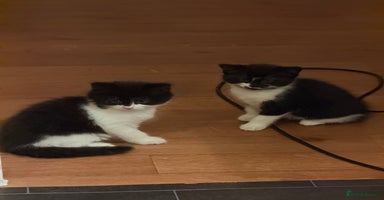 Mixed Breed cats - Advert 8