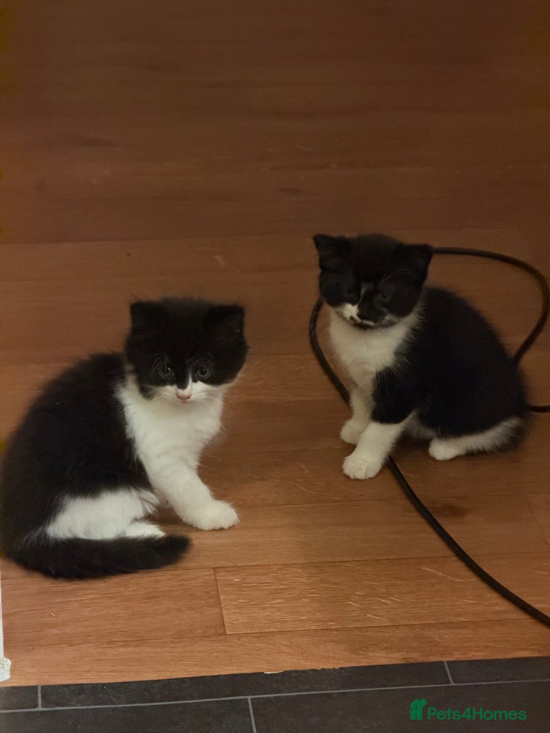 Mixed Breed cats for sale: Beautiful litter of home reared kittens  - Image 2