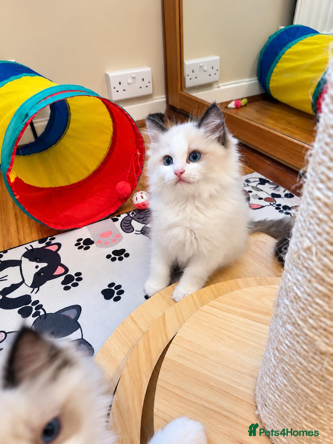 Ragdoll cats 🏆🎖 Premium GCCF Ragdoll Kittens Grand bloodlines - Advert 3