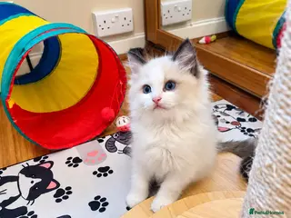 Ragdoll cats 🏆🎖 Premium GCCF Ragdoll Kittens Grand bloodlines - Advert 3