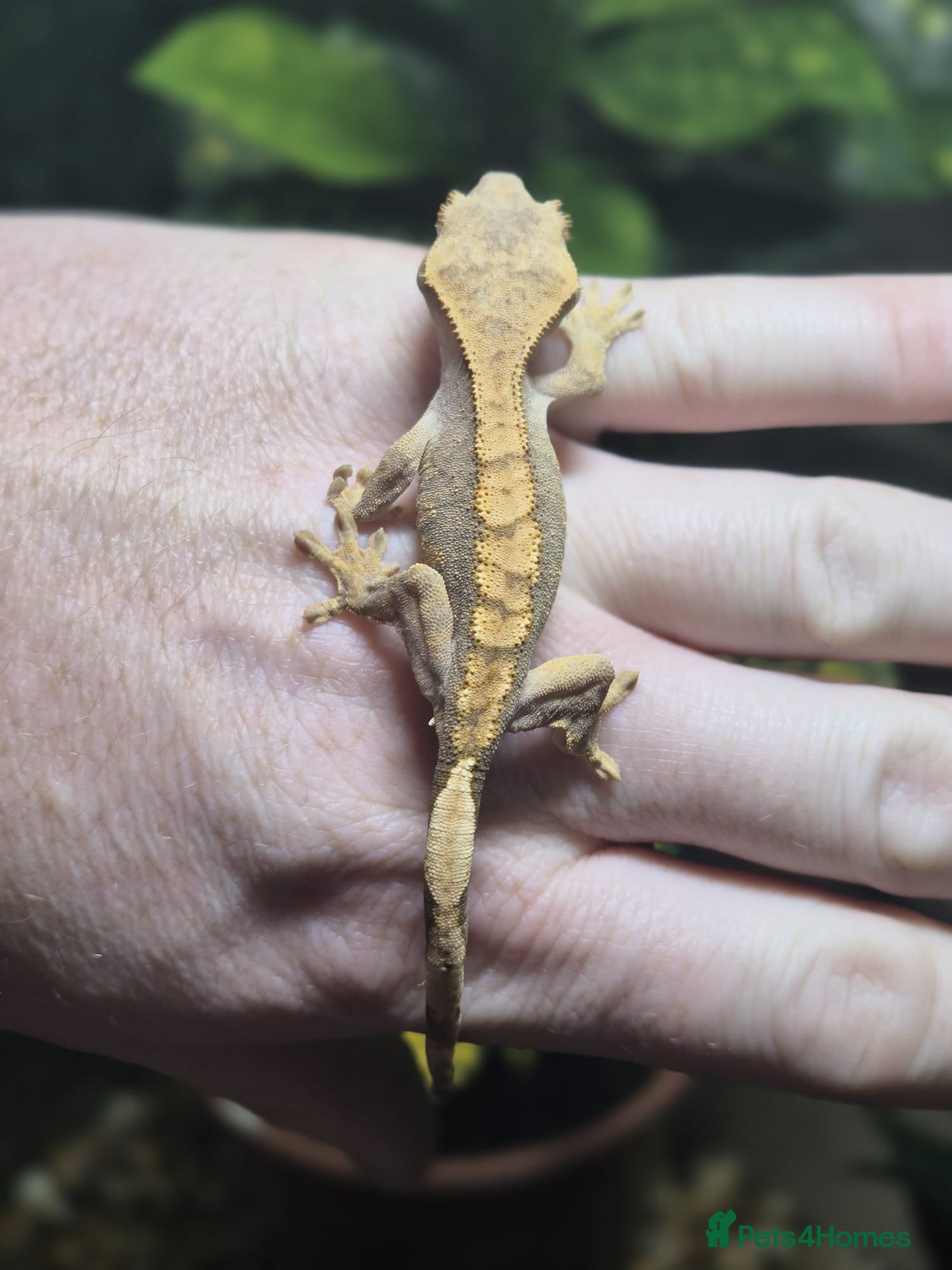 Gecko reptiles crested geckos, leopard geckos - Advert 2