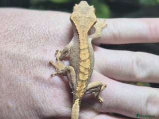 Gecko reptiles crested geckos, leopard geckos - Advert 17