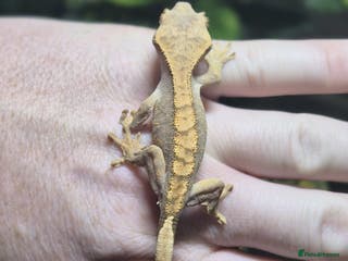 Gecko reptiles crested geckos, leopard geckos - Advert 1