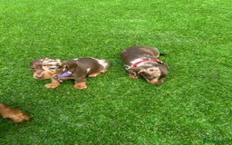 Miniature Dachshund dogs for sale: Miniature dash - Image 17