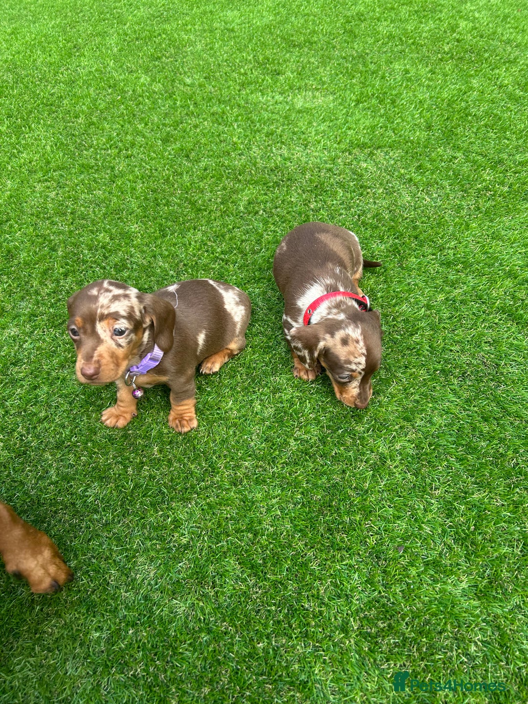 Miniature Dachshund dogs for sale: Miniature dash - Image 17