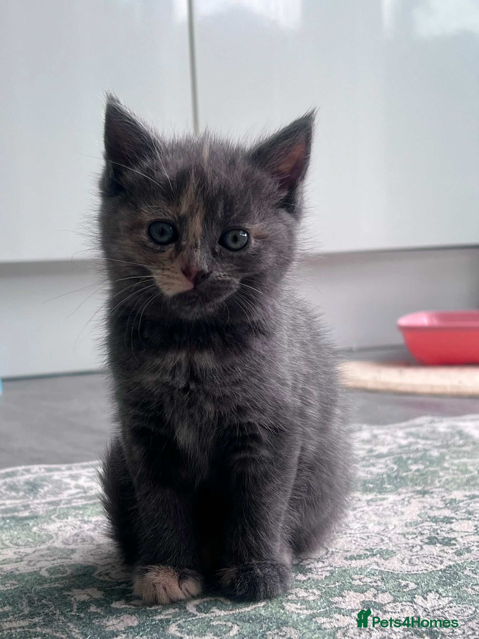 Mixed Breed cats Gorgeous kittens looking for their forever homes - Advert 2
