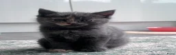 Mixed Breed cats for sale: Gorgeous kittens looking for their forever homes - Advert 2