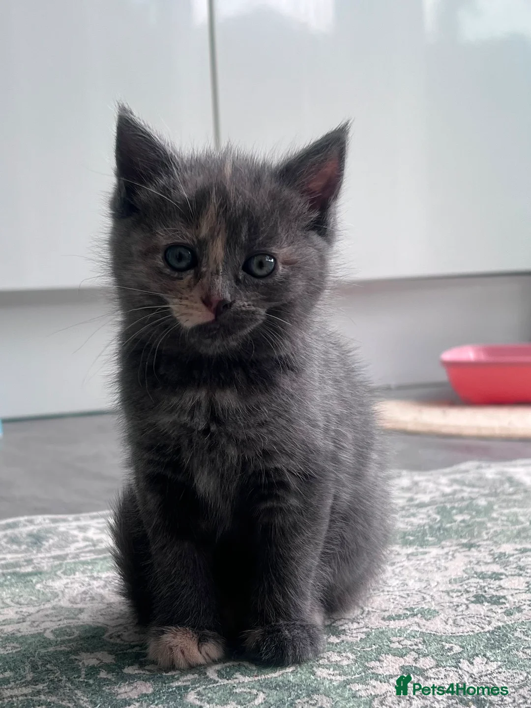 Mixed Breed cats for sale: Gorgeous kittens looking for their forever homes - Advert 2