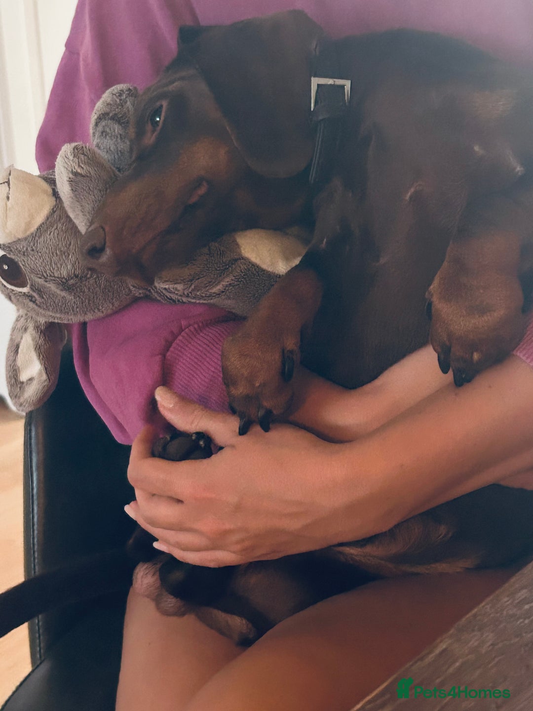 Dachshund dogs for stud: Chocolate and tan standard smooth haired dachshund - Image 6