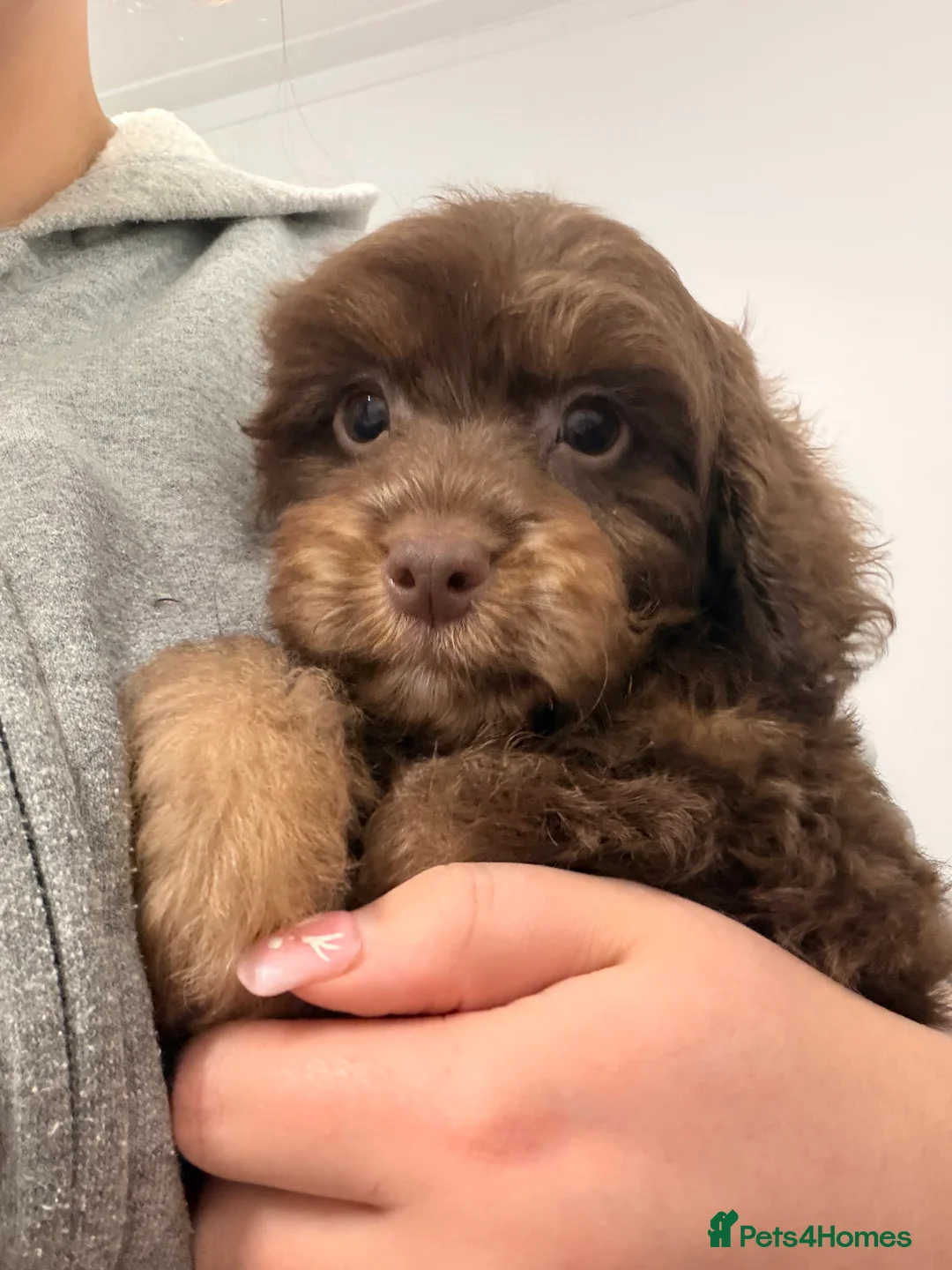 Cockapoo dogs for sale: LAST BOY REDUCED- Health Tested toy cockerpoos  - Advert 26