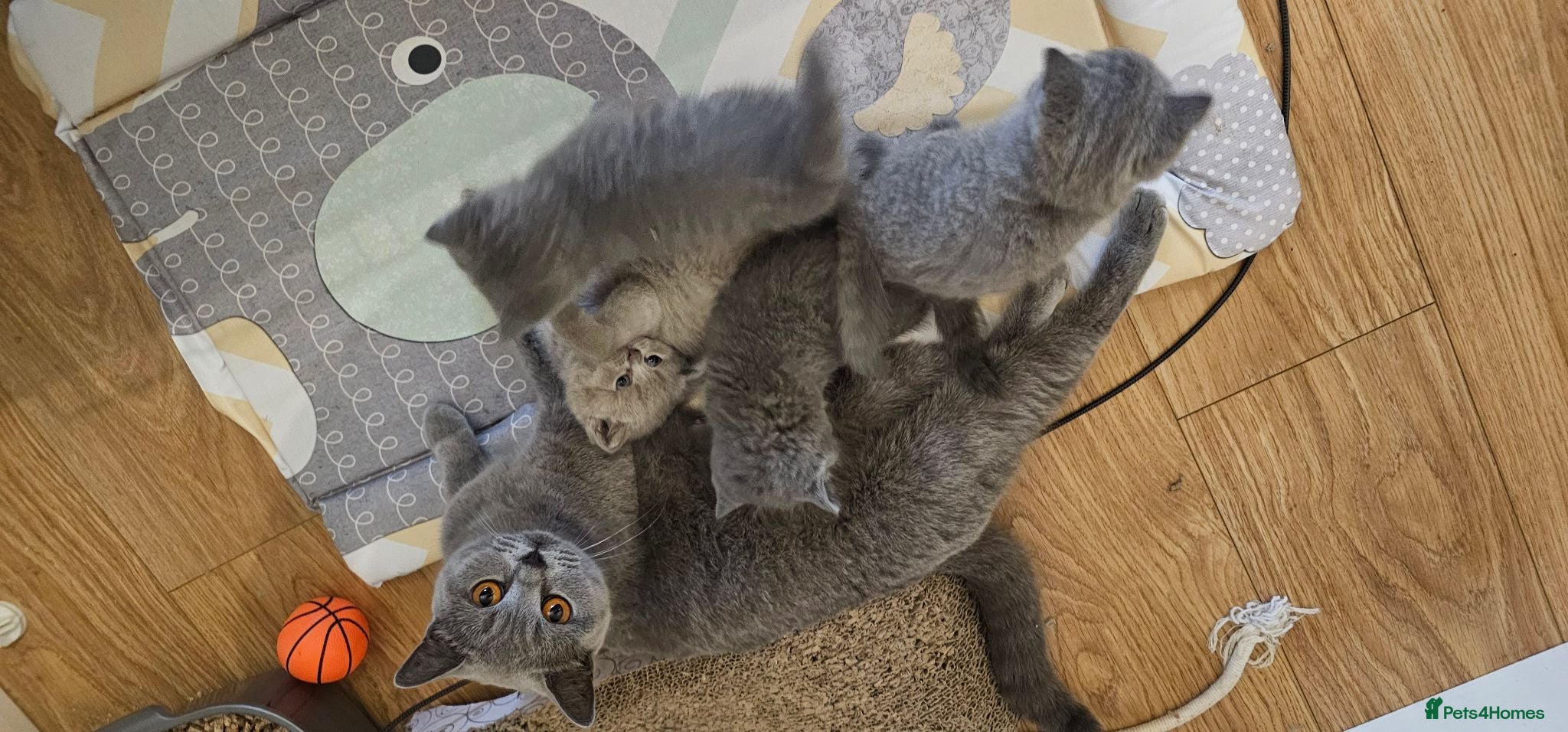 British Shorthair cats GCCF British Shorthair Kittens - Advert 1