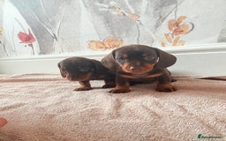 Miniature Dachshund dogs for sale: Quality miniature dachshund puppies  - Image 22